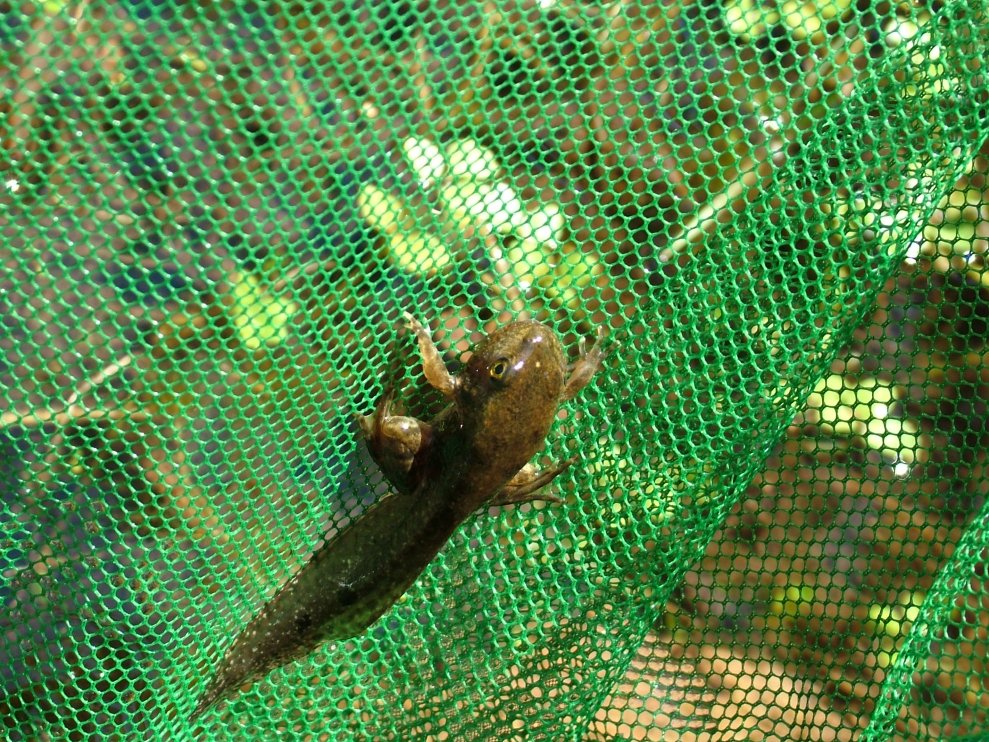 Pelophylax sp. (Sardegna)